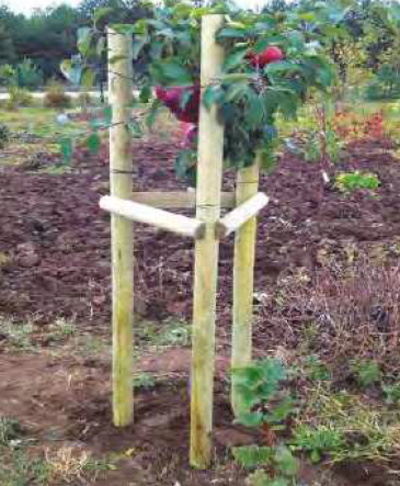 Ağaç desteği - tripod ø5 120cm